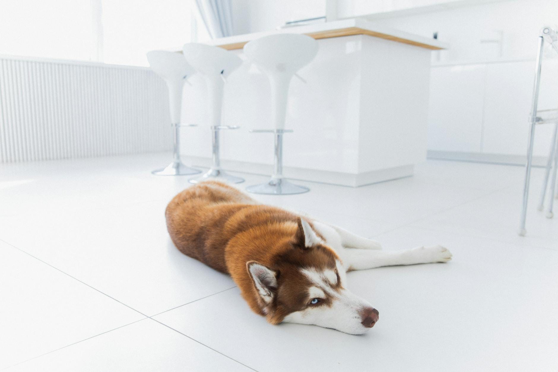 Husky leży na białej podłodze w nowoczesnej kuchni